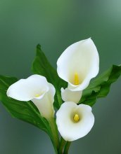 Calla floresce