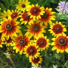 Flores de rudbeckia