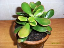 Crassula