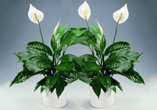 Spathiphyllum