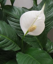 spathiphyllum em casa