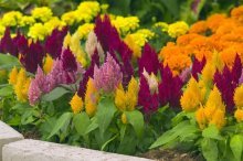 Celosia 