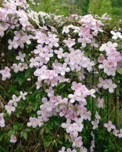 Clematite clematite da montanha