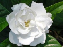 flor de gardênia