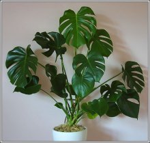 Monstera no escritório