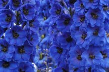 Delphinium