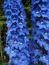 Delphinium