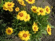 Coreopsis