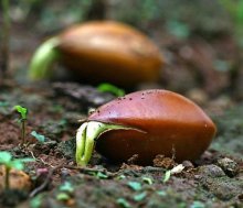 Propagação de plantas