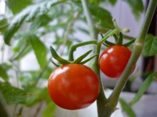 Tomates de campo aberto