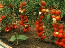 Tomates altos em um arbusto