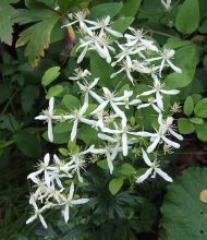 Clematis da Manchúria