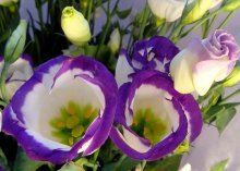 eustoma