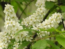 Flores de cereja de pássaro