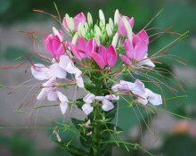 Flor Cleome