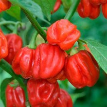 Pimenta habanero chinesa