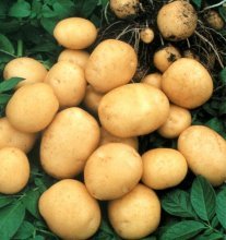 Batatas no jardim