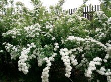 Spirea