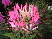 Cleome florescendo