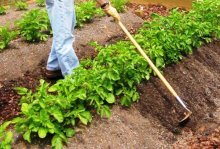 Plantando batatas usando tecnologia