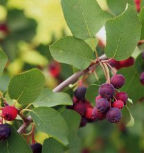 Amelanchier