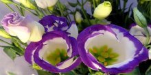 Flor Eustoma