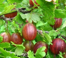 Frutas de groselha