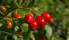 Fruta rosa canina