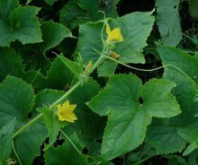 Flor de pepino