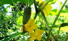 Pepinos em casa de vegetação