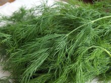 Dill variedade precoce