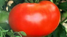 Tomate Maksimka