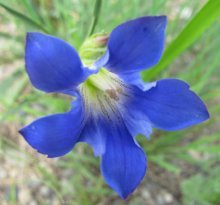 Genciana no jardim