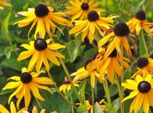 Rudbeckia peluda