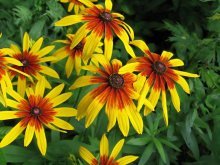 Rudbeckia no jardim