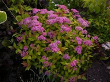 Spirea