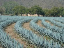 Plantação de agave