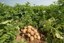 Fertilizante para batatas