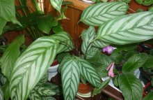 Calathea Makoya