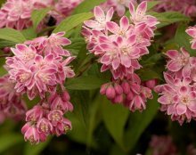 Deutzia rosa