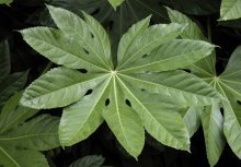 Fatsia no jardim