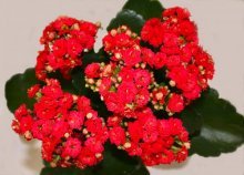 Kalanchoe