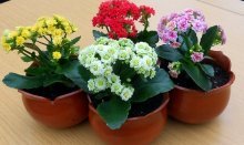 Kalanchoe no quarto