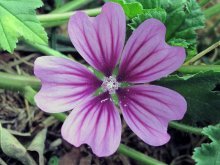 flor de malva