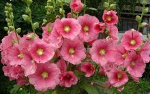 Flores de malva no jardim