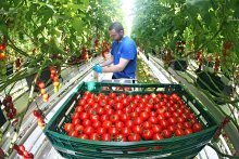 Tomates em estufa