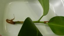 Seringueira Ficus, reprodução