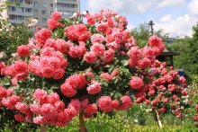 Rosa rosa Rosarium ytersen