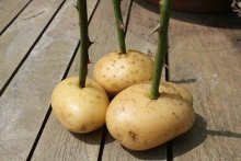 Estacas de rosas em batatas