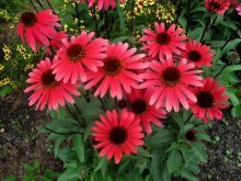 Rudbeckia purpurea